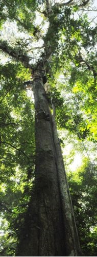 Private platform in primary forest