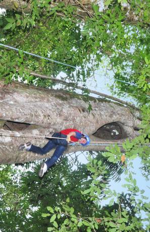 Serendipity's rainforest giant hollow tree - climb up, rappel down