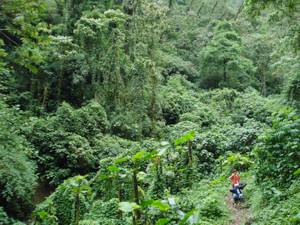 Hiking in cloud forest