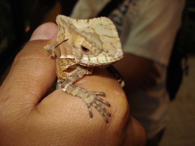 Volare guide holds lizard 