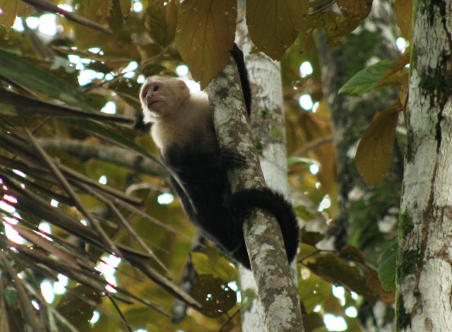 Capuchin monkey