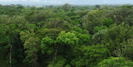 Rain forest species variety