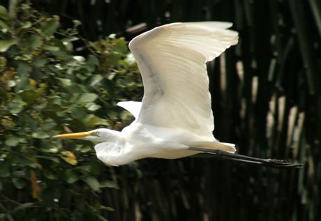 Taking off from surface of river