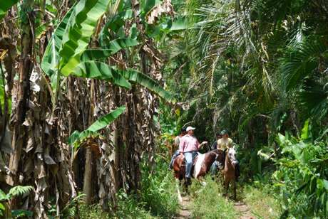 Serendipity horses in rain forest