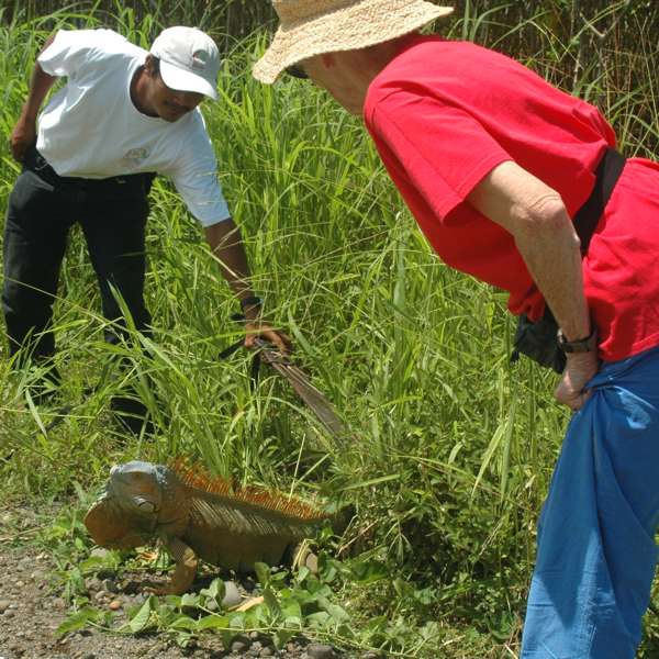 Costa Rica Iguana with Serendipity guide and guest, enlarged