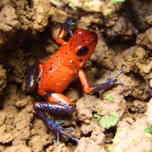 Bluejeans frog in Costa Rica