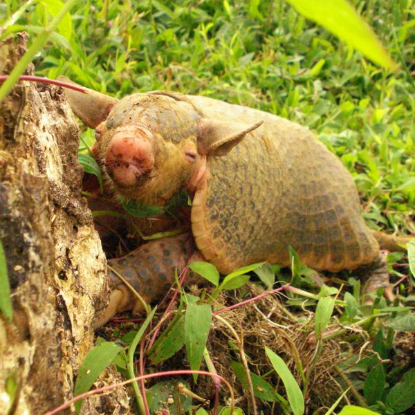 young armadillo in Costa Rica, enlarged