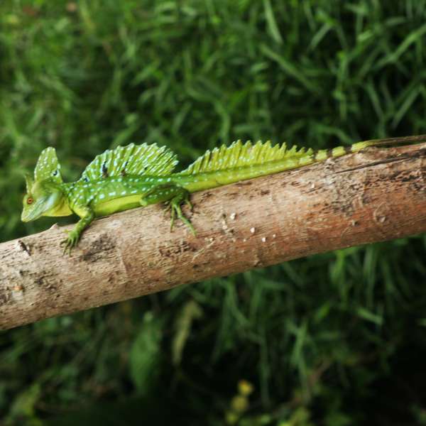 Costa Rica Jesus Christ Lizard, enlarged