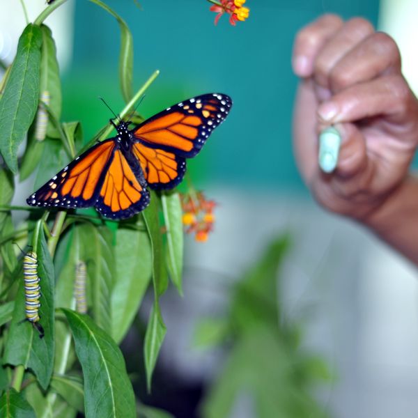 Costa Rica monarch butterfly, enlarged