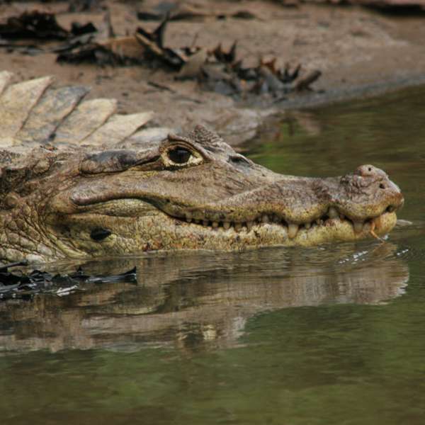 Costa Rica caiman, enlarged