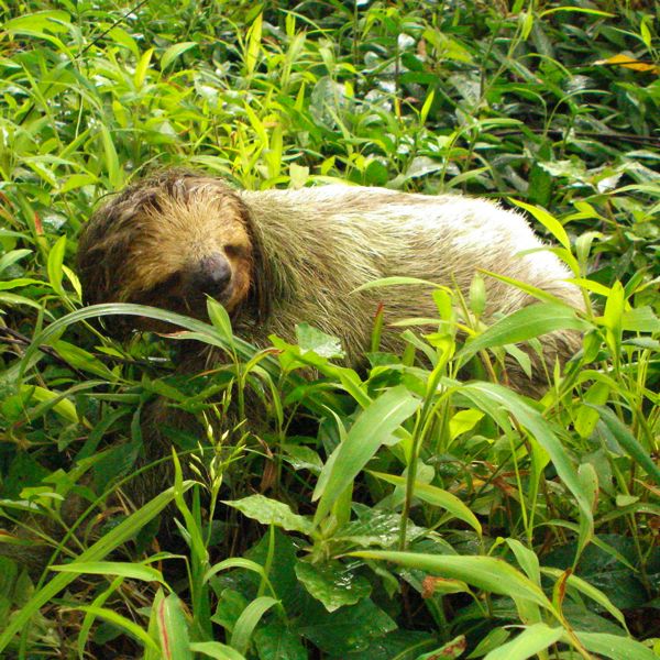 sloth toed grass nature terra harm firma rarely sloths trees three way leave