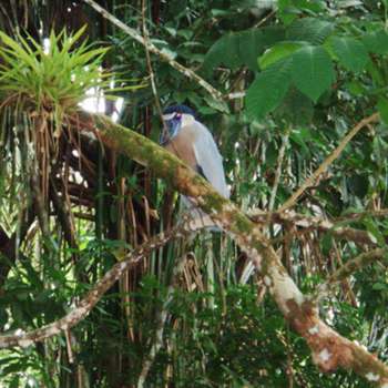 Boat-billed heron in Costa Rica