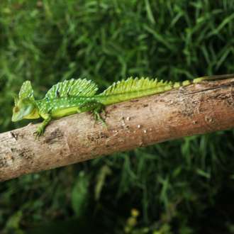 Costa Rica Jesus Christ Lizard