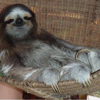 Three toed sloth in Costa Rica