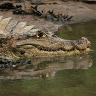 Costa Rica caiman