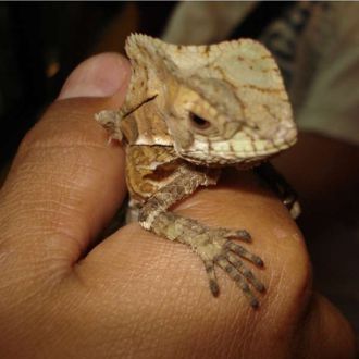 The helmeted iguana in Costa Rica