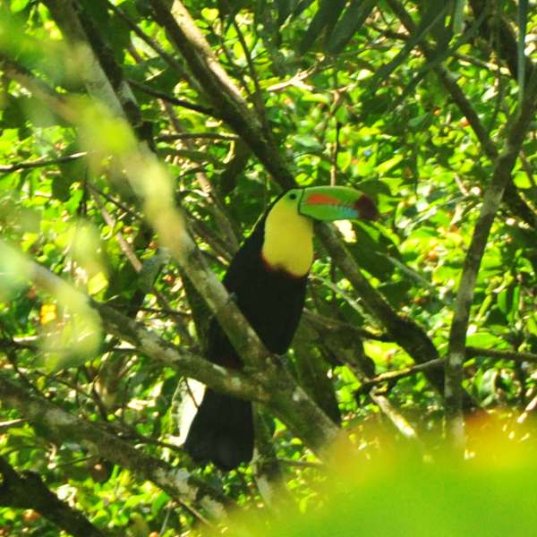 Costa Rica toucan