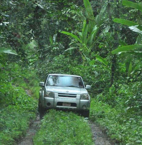 Volare 4x4 explores in forest